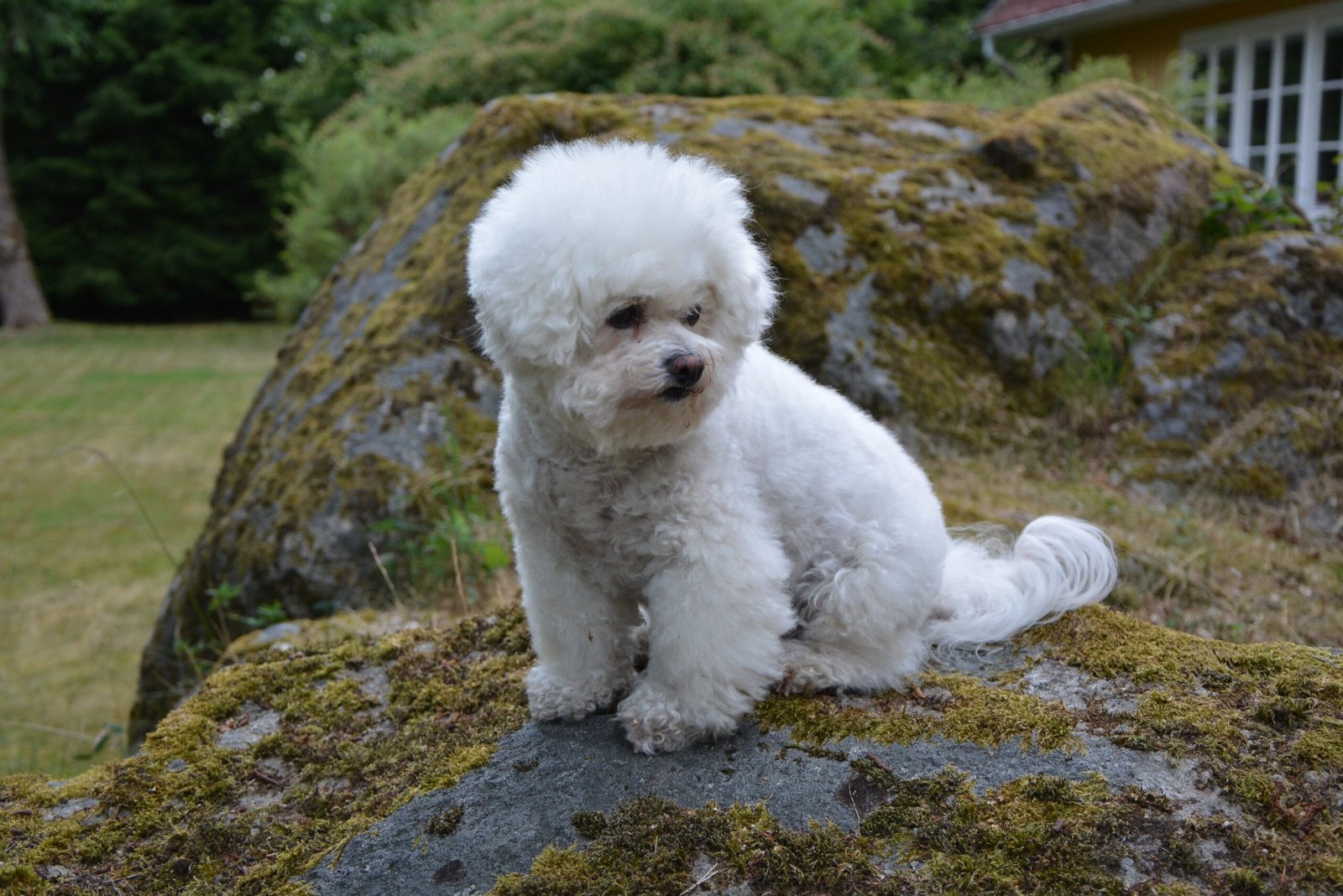 Bichon Frise: The Fluffy Ball of Joy (image credits: wikimedia)