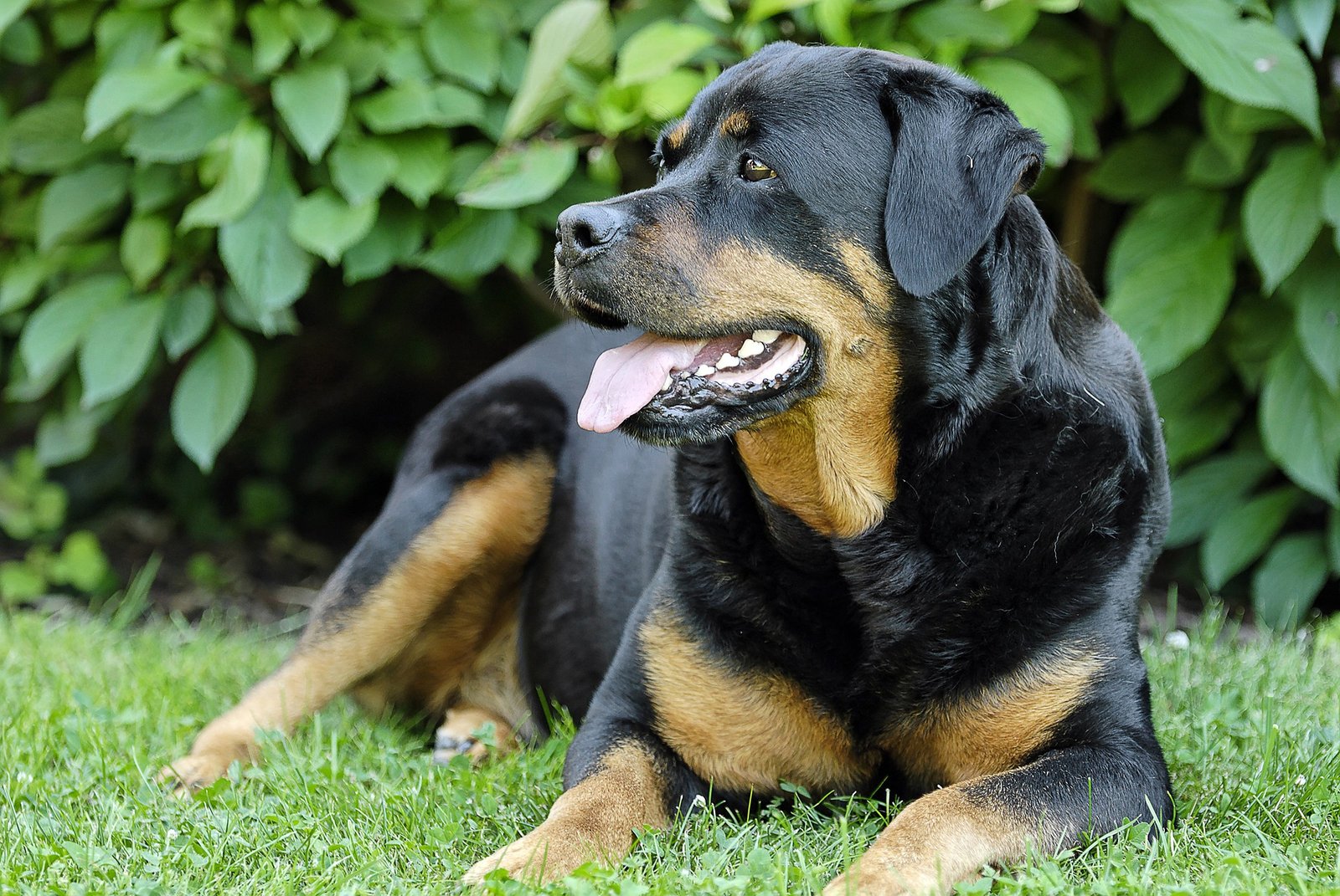 Rottweiler: The Powerful Protector (image credits: wikimedia)
