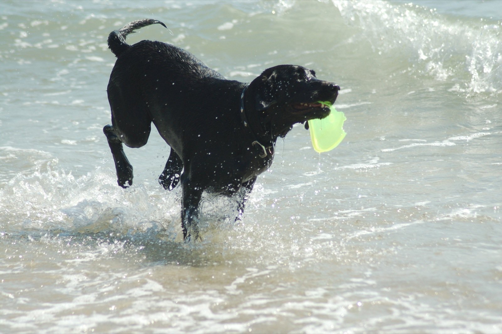 Labrador Retriever (image credits: wikimedia)