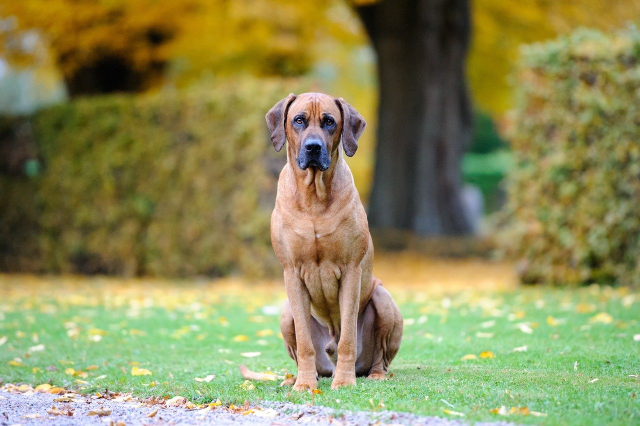 Rhodesian Ridgeback (image credits: pixabay)