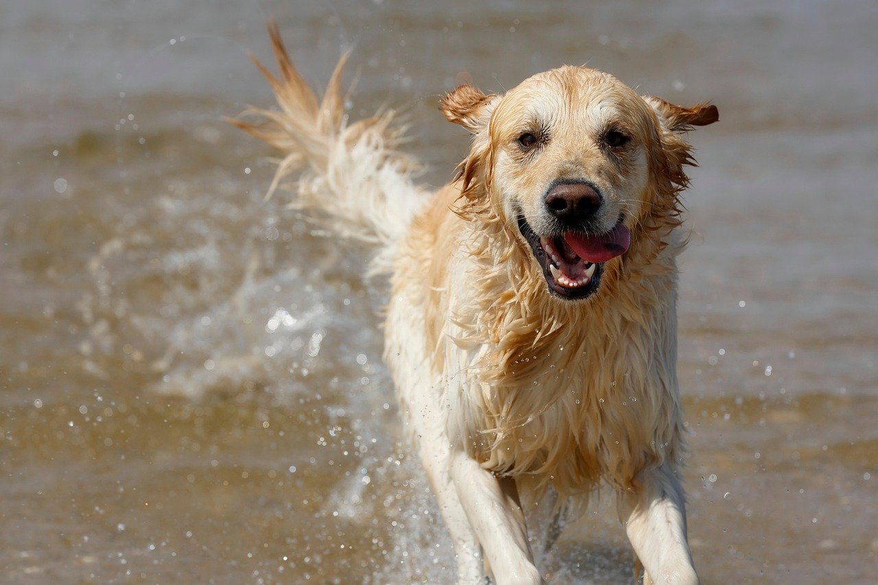 Golden Retriever (image credits: pixabay)