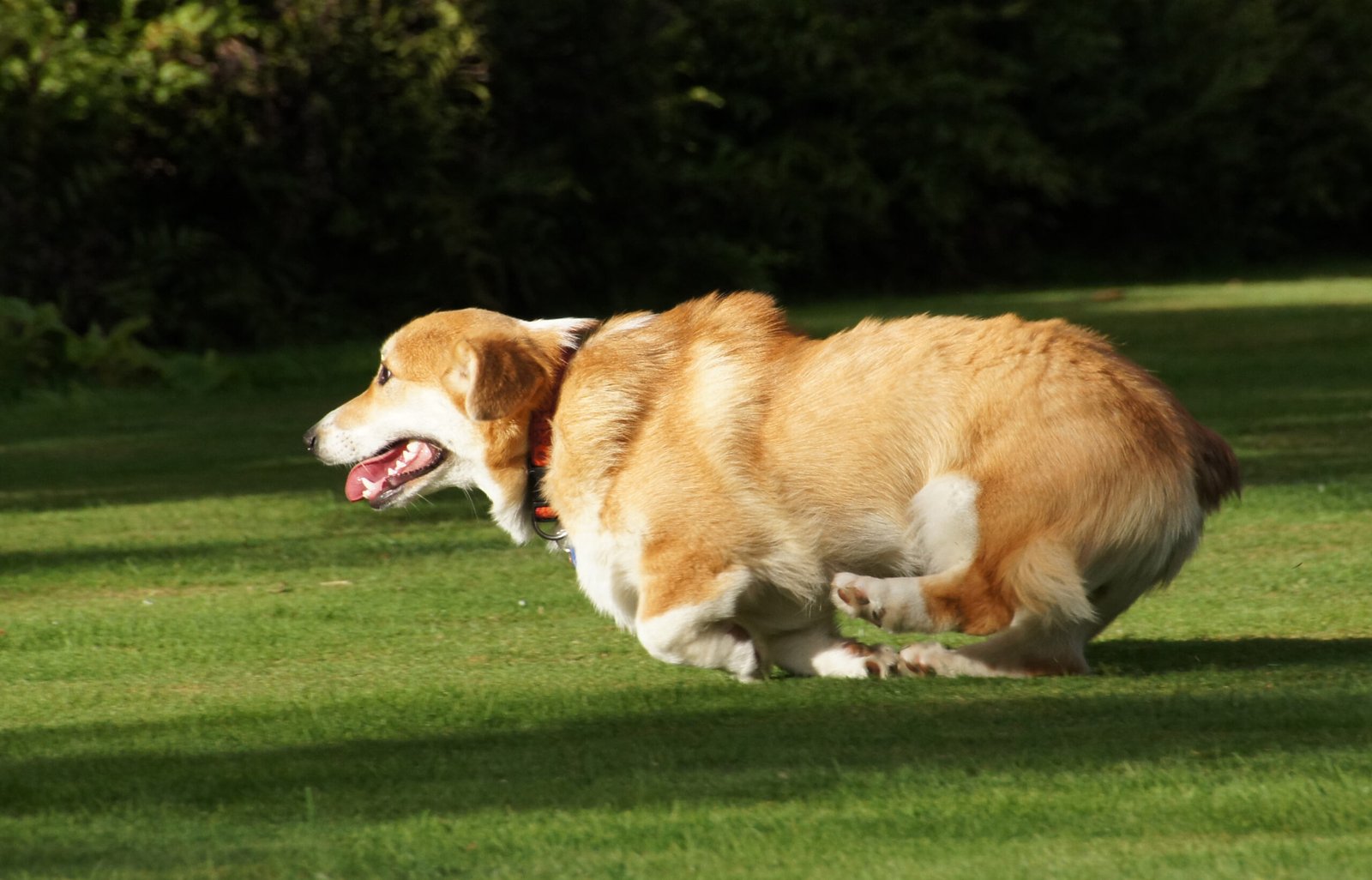 Pembroke Welsh Corgi (image credits: wikimedia)