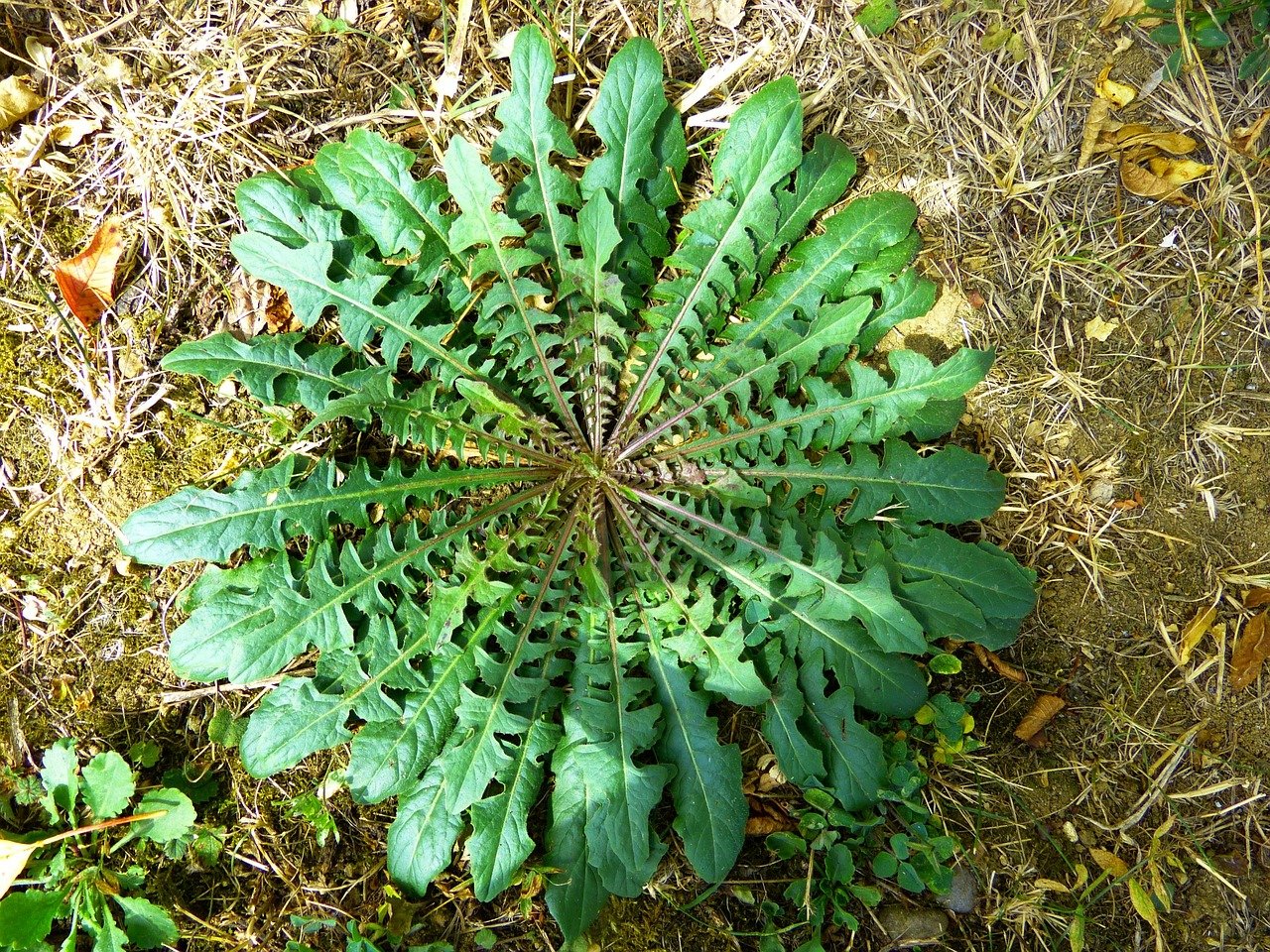7. Dandelion Leaves for Detoxification (image credits: pixabay)