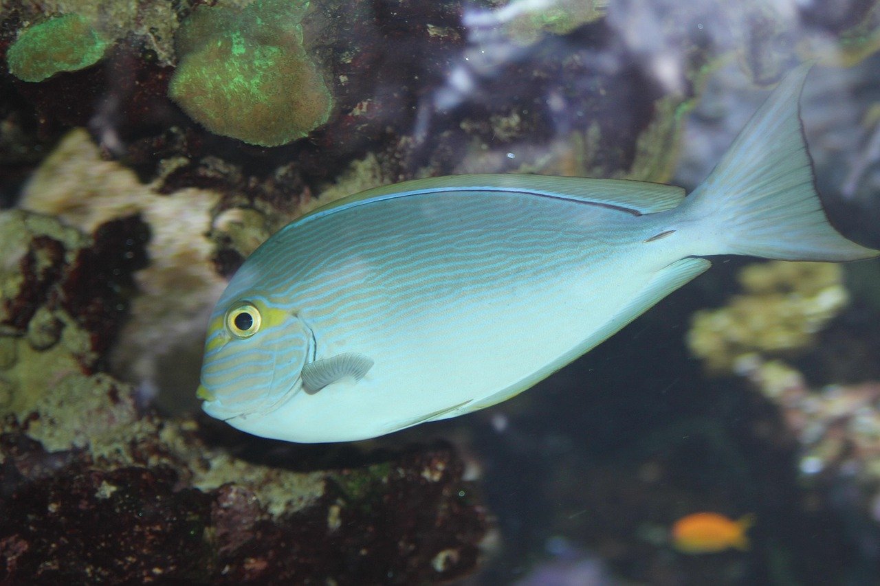8. Epsom Salt for Swim Bladder Issues (image credits: pixabay)