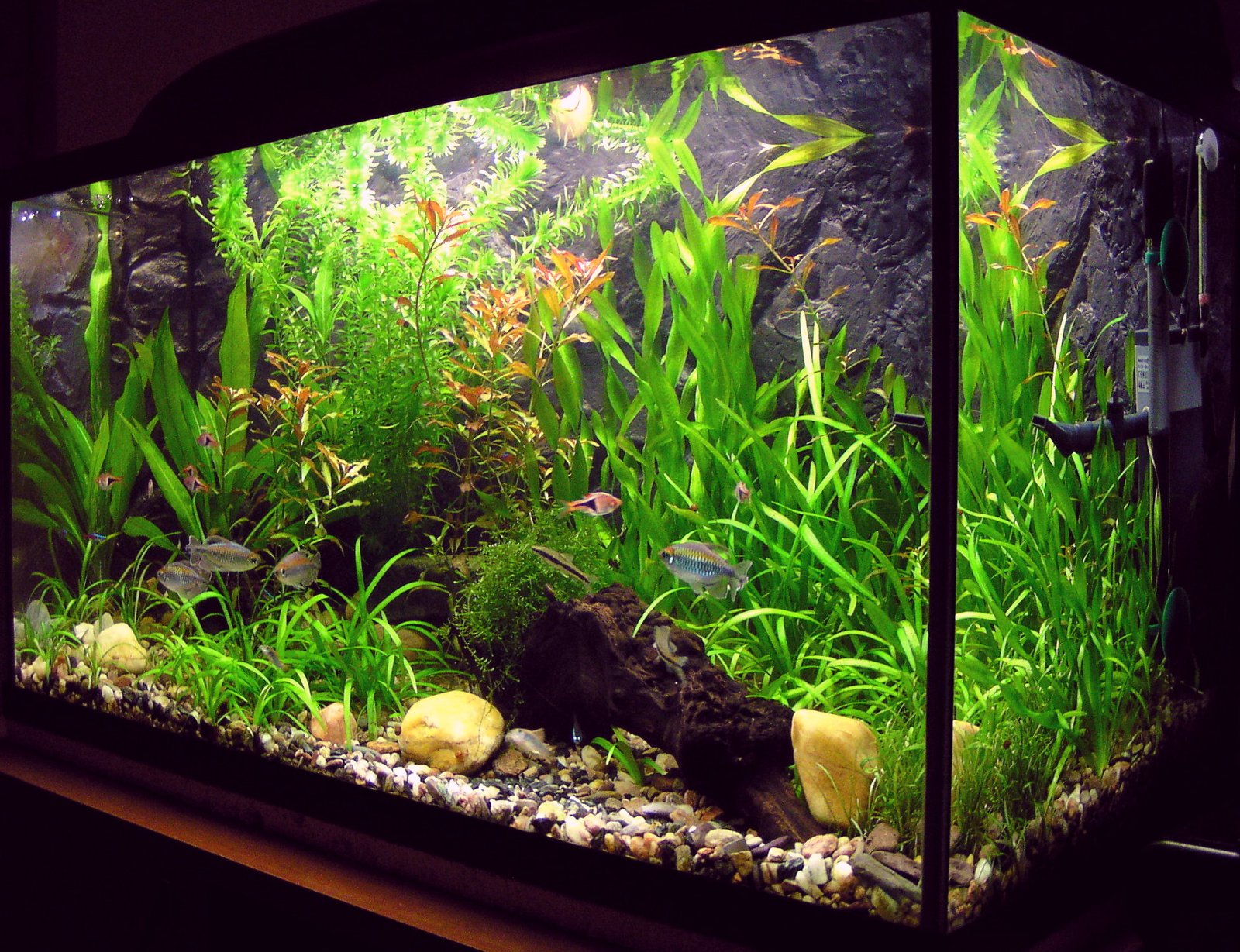 9. Hydrogen Peroxide for Algae Control (image credits: wikimedia)