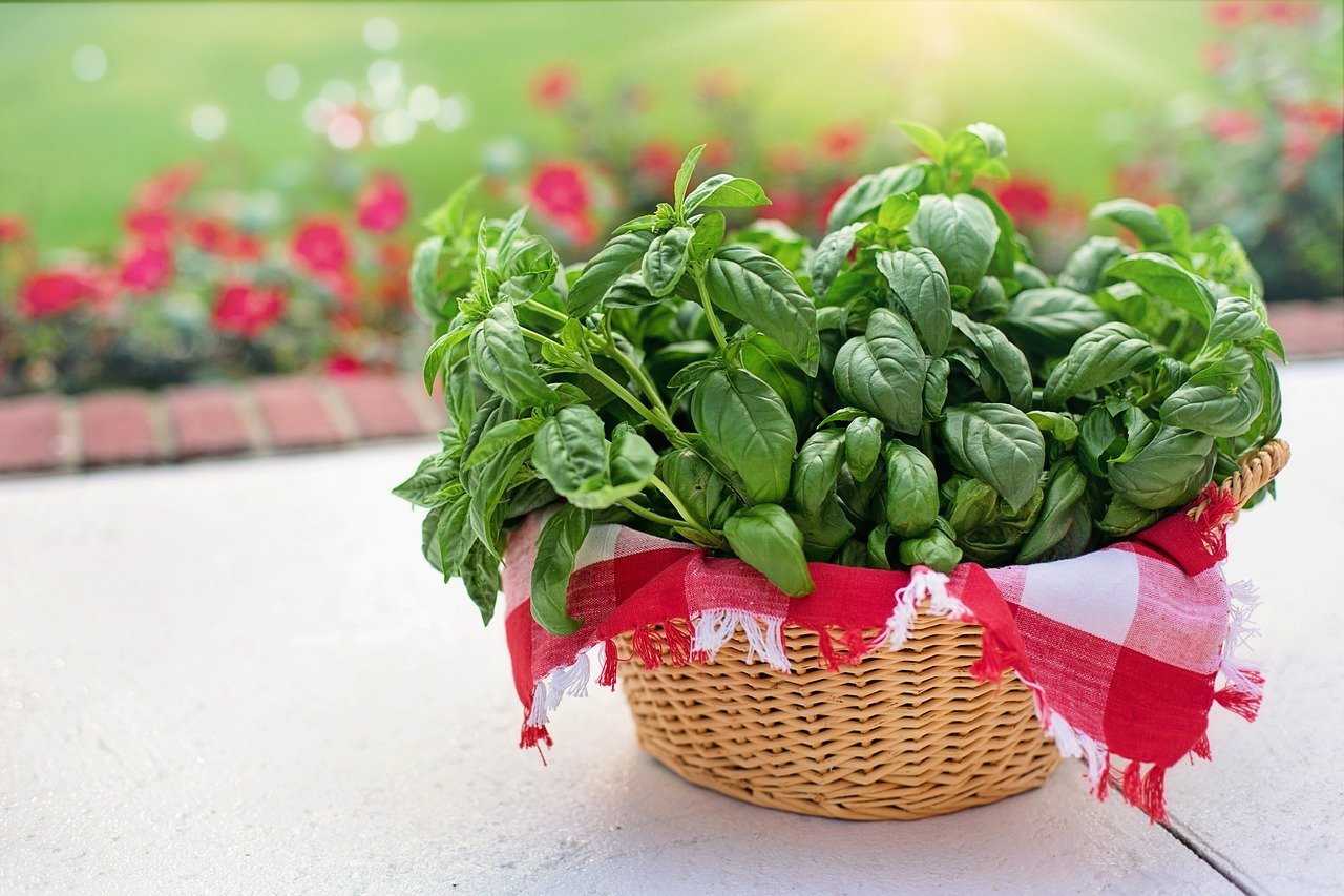 10. Basil for Antibacterial Protection (image credits: pixabay)