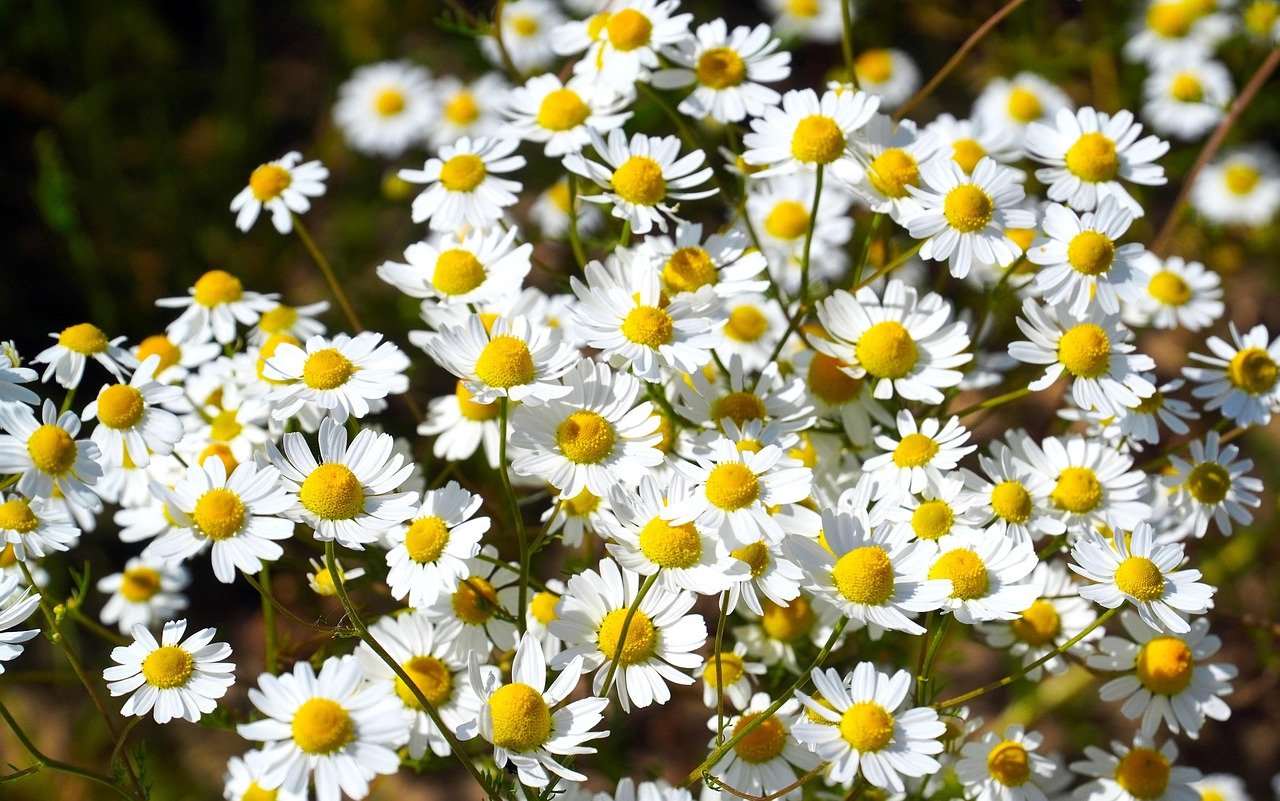 11. Chamomile for Calming Anxious Fish (image credits: pixabay)