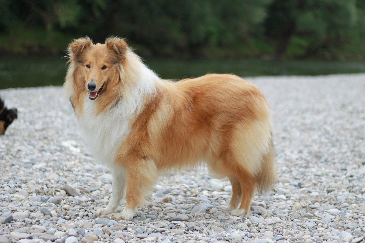 Collie: Intelligent and Loving Companions (image credits: pixabay)
