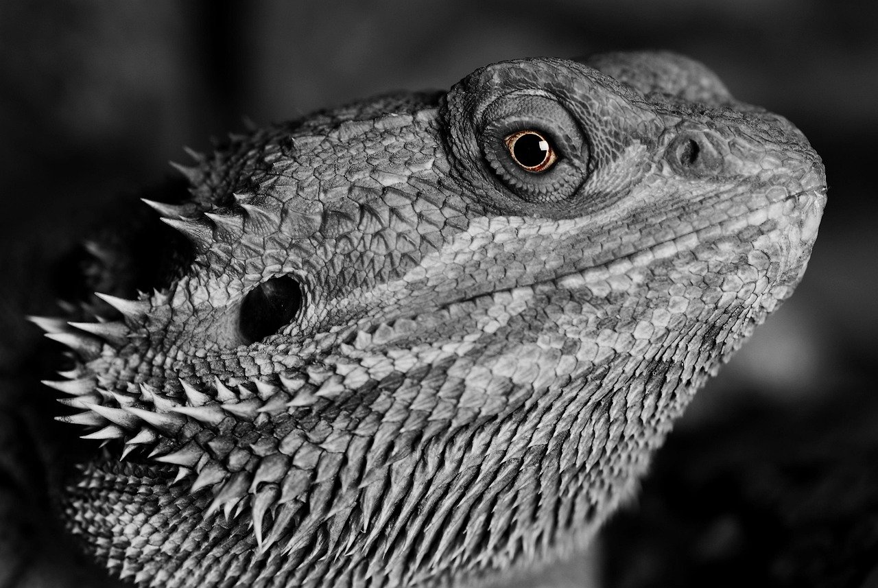 Shedding Process (image credits: pixabay)