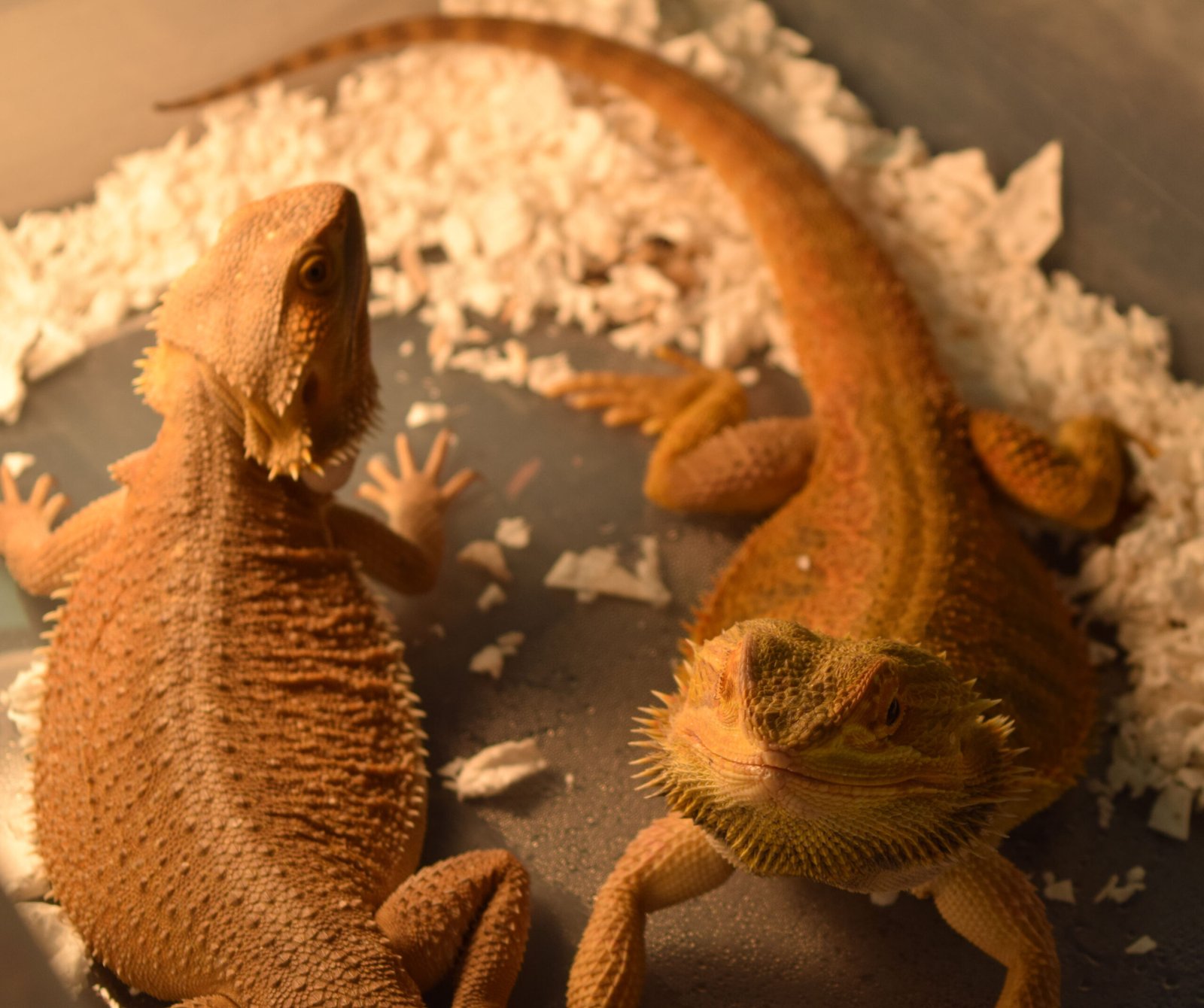 Social Behavior (image credits: wikimedia)