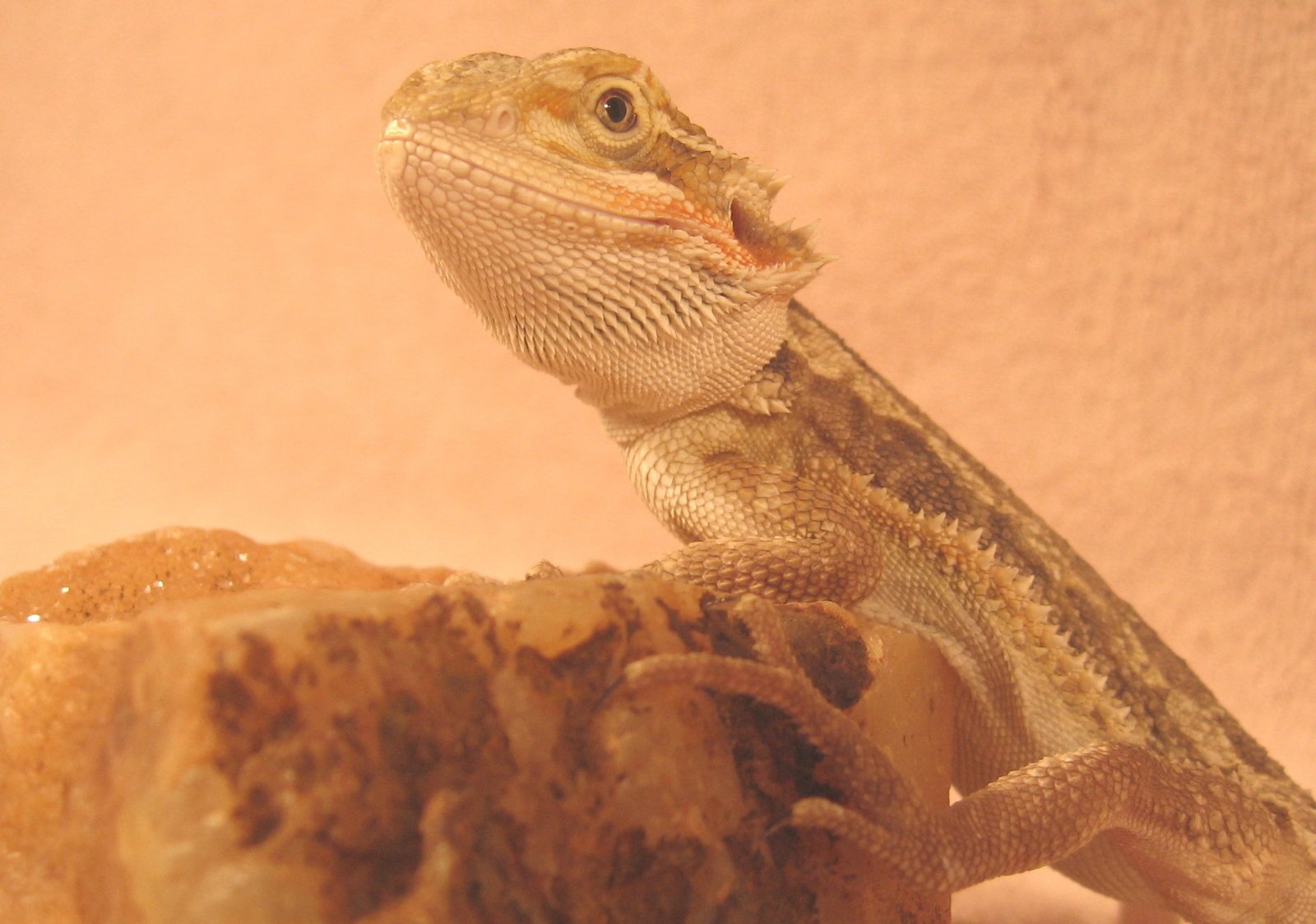 Breeding and Reproduction (image credits: wikimedia)