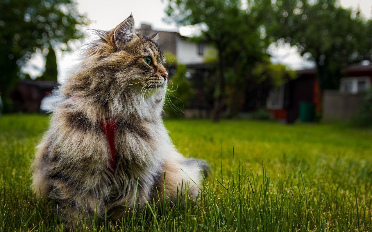 Siberian Cats: Guardians of the North (image credits: pixabay)