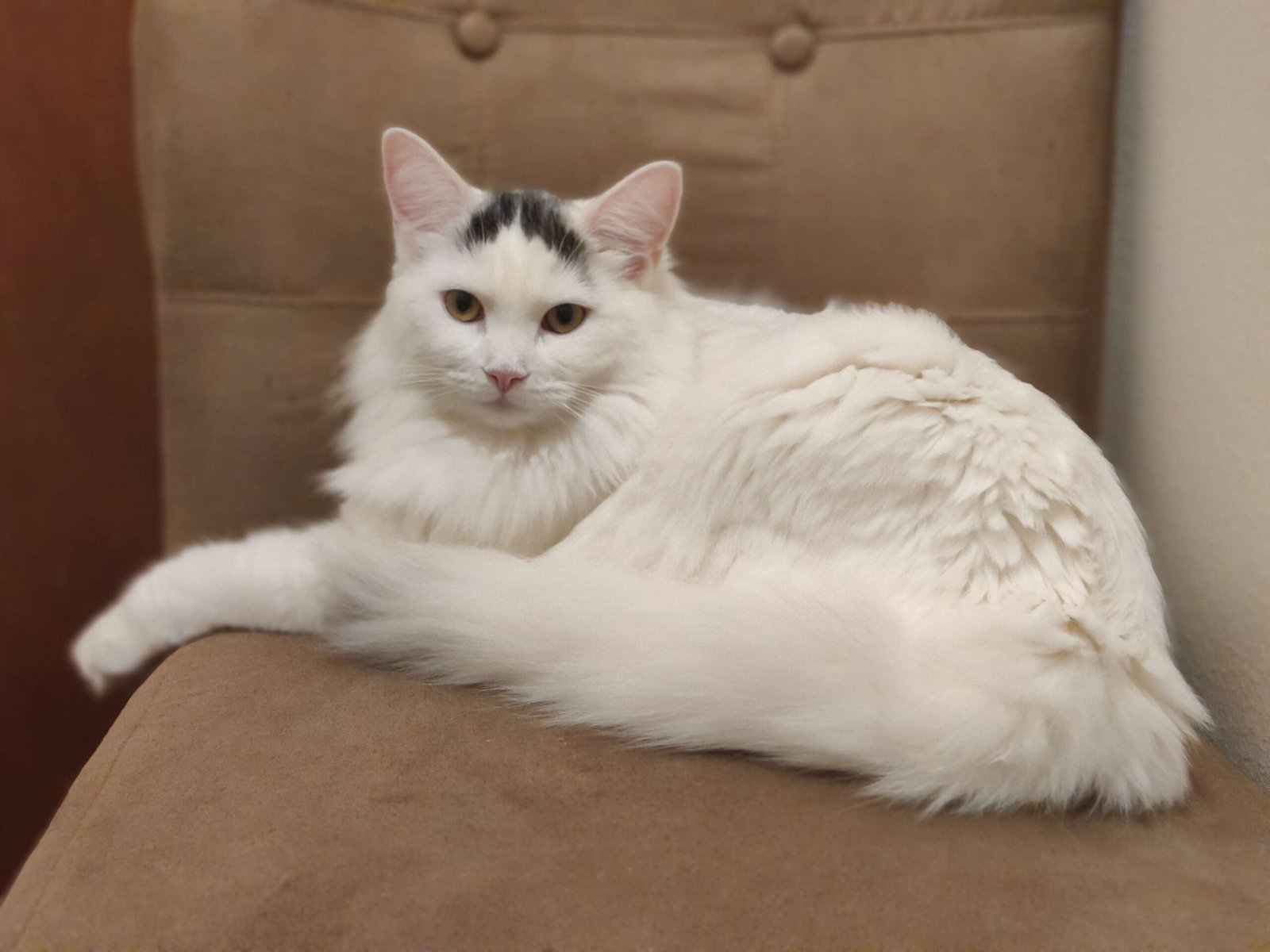 Turkish Van: The Aquatic Sentinel (image credits: wikimedia)