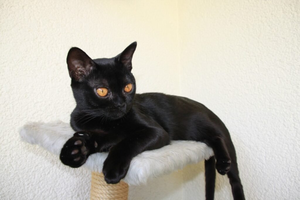 Bombay Cats: The Black Panther Lookalikes