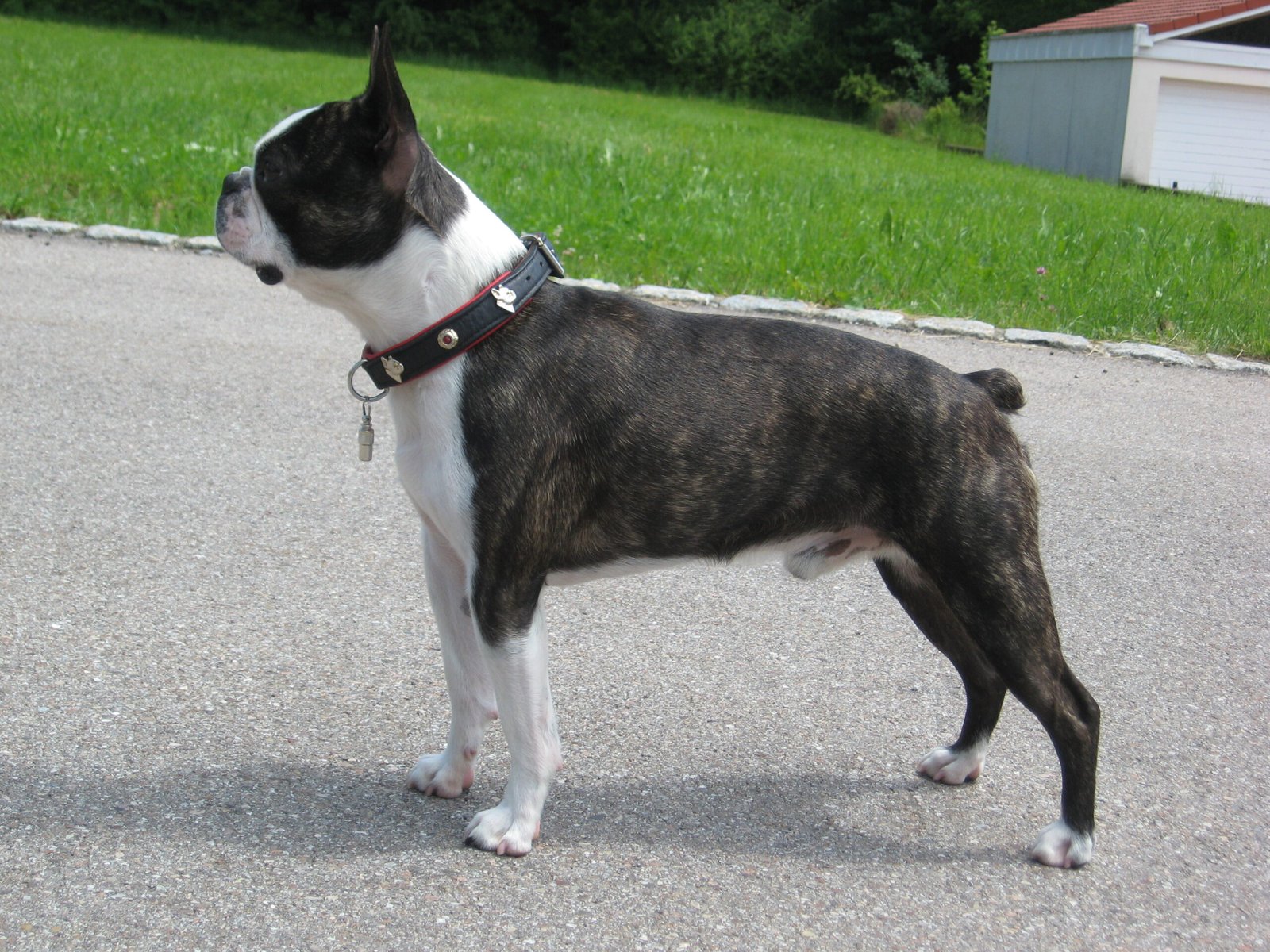 Boston Terrier: The Friendly Face (image credits: wikimedia)