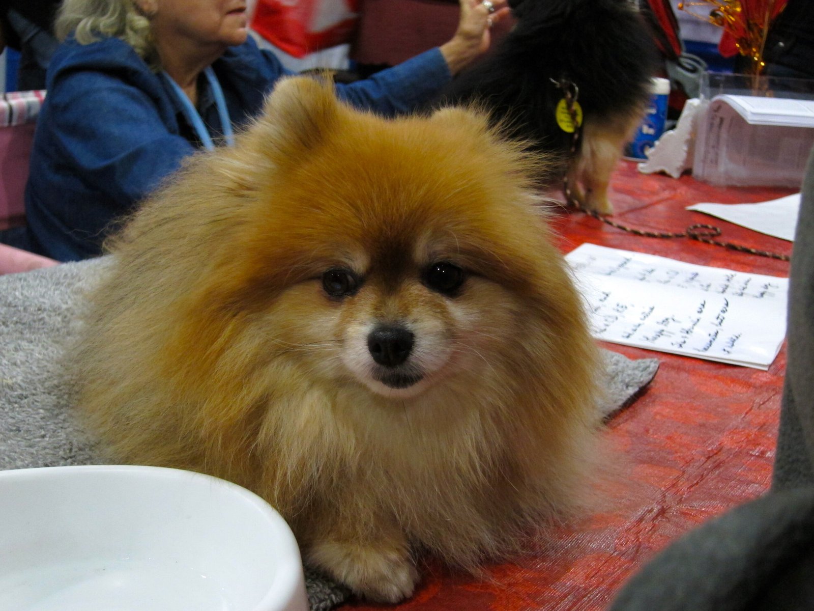 10. The Pomeranian: The Fluffy Drama Dynamo (image credits: wikimedia)