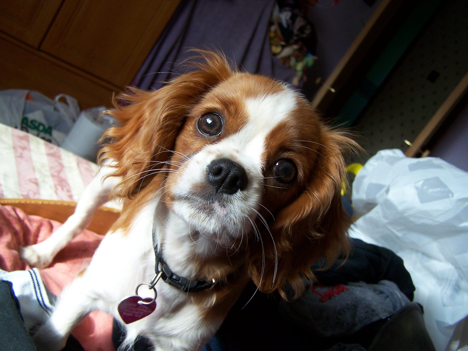11. The Cavalier King Charles Spaniel: The Sweet Sob Story (image credits: wikimedia)