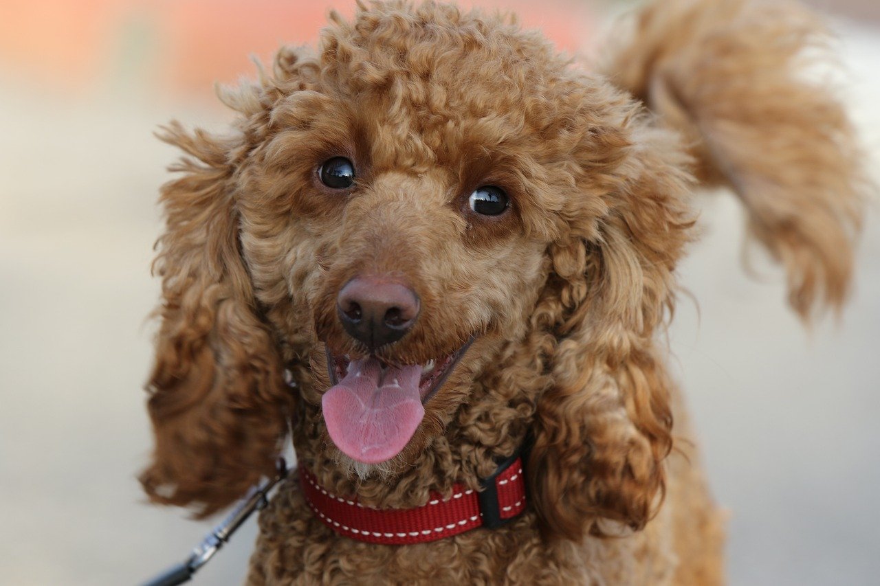 Poodle: The Intelligent Entertainer (image credits: pixabay)