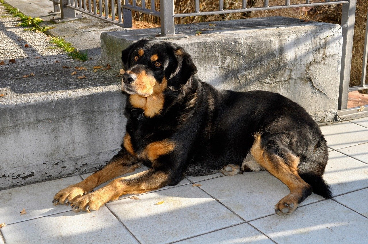 Rottweiler: The Loyal Defender (image credits: pixabay)