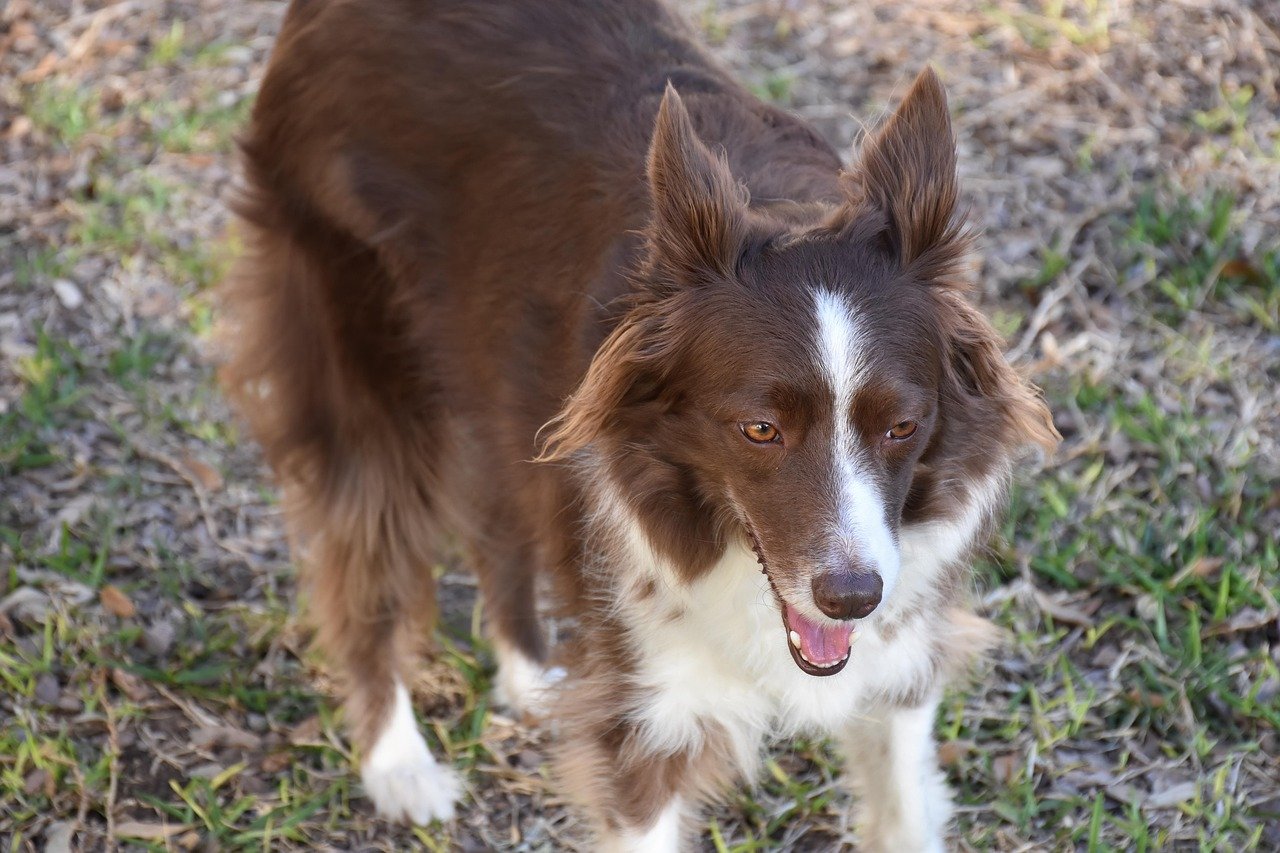 Border Collie: The Energetic Worker (image credits: pixabay)