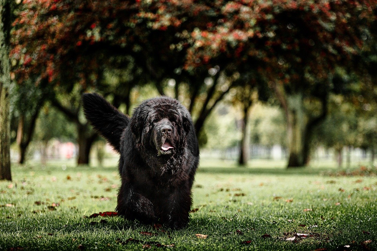 Newfoundland: The Gentle Giant (image credits: pixabay)