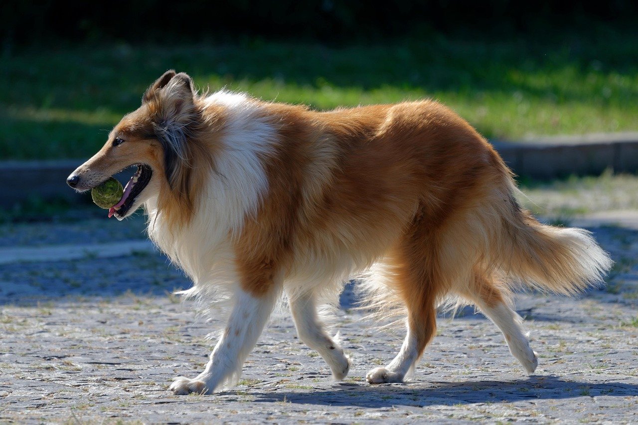 Collie: The Devoted Family Dog (image credits: pixabay)