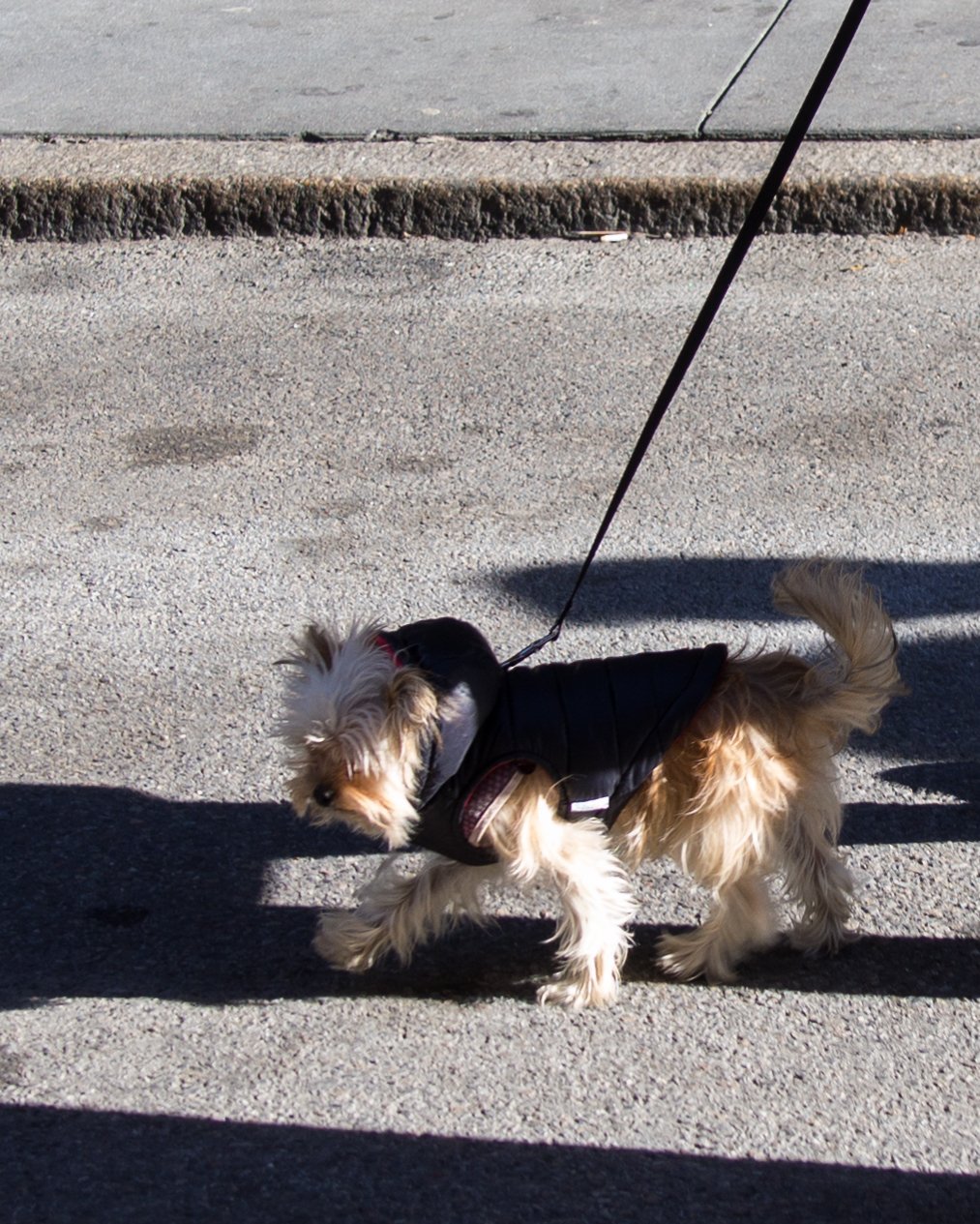 Pack Essential Supplies (image credits: wikimedia)