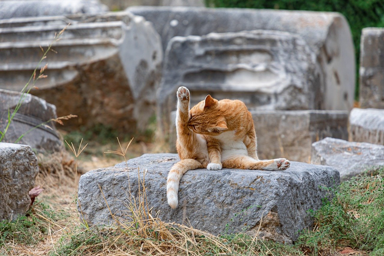 2. Excessive Grooming: More Than Just Vanity (image credits: pixabay)