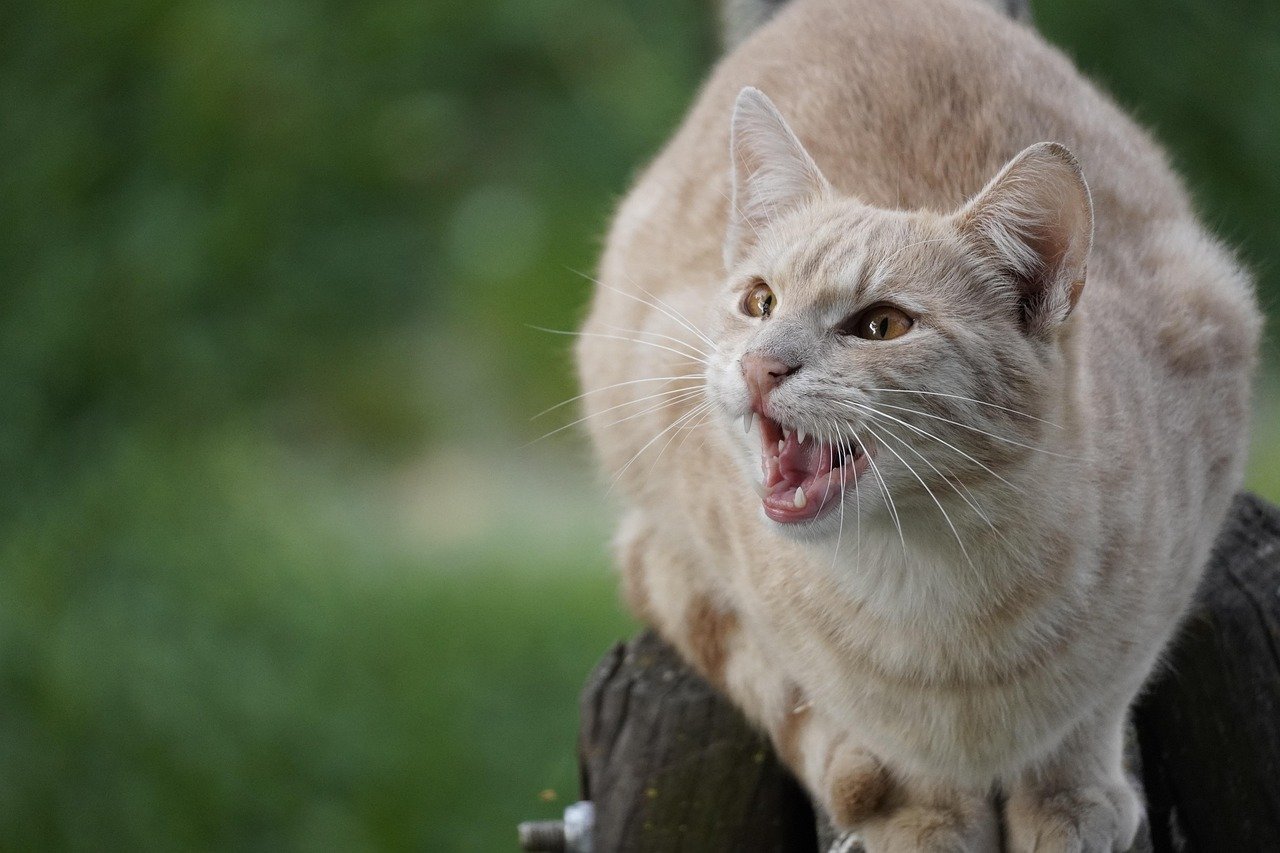 5. Aggressive Behavior: An Underlying Issue (image credits: pixabay)