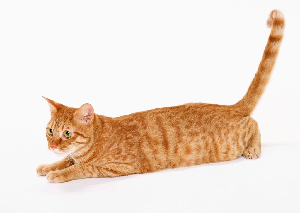 7. Tail Language: The Silent Communicator (image credits: rawpixel)