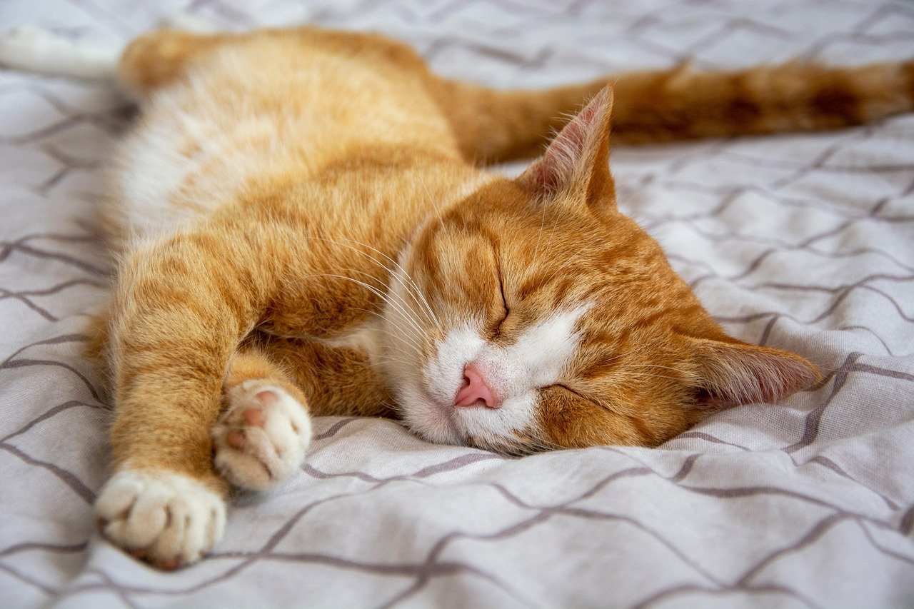 9. Changes in Sleeping Patterns: More Than Just Cat Naps (image credits: pixabay)