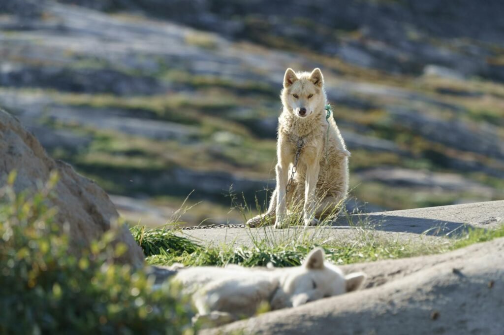 A Greenland dog sitting with a serene backdrop in Nuuk, Greenland. Perfect for nature and pet lovers.
