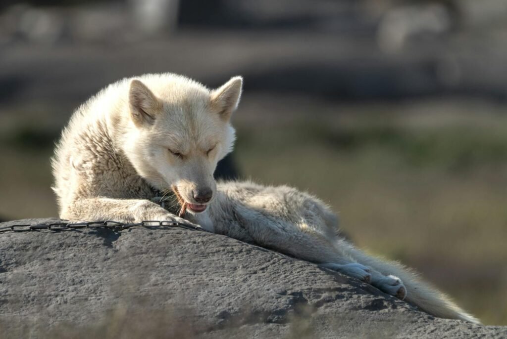 A Greenland Dog relaxing on a rock in the sunlight, a perfect outdoor capture in Nuuk.