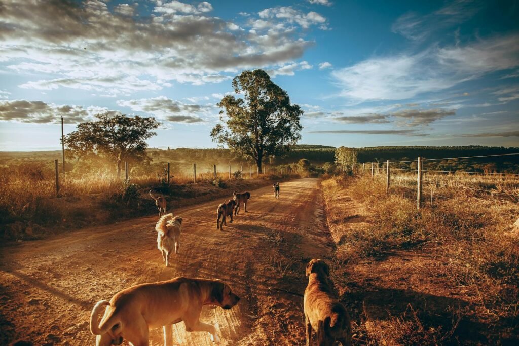 Playful dogs running together along rural roadway surrounded by golden grass and trees under cloudy sky