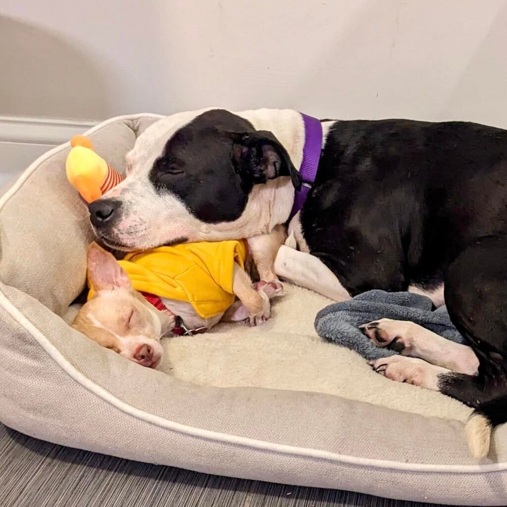 Gigi and Karma