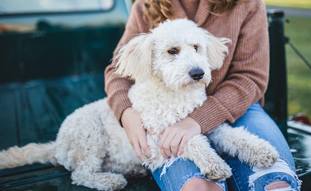 dog, woman, owner, pet, companion, animal, friends, friendship, canine, fur, furry, furry dog, mammal, adorable, cuddle, cute, dog, dog, dog, dog, dog, friendship