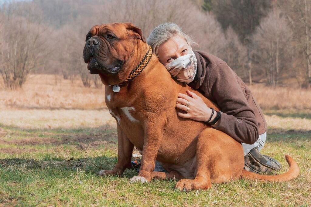 french mastiff, dog, woman, pet owner, dogue de bordeaux, pet, animal, domestic dog, canine, mammal, cute, adorable, meadow, outdoors, portrait, french mastiff, pet owner, pet owner, pet owner, pet owner, pet owner, nature, dogue de bordeaux