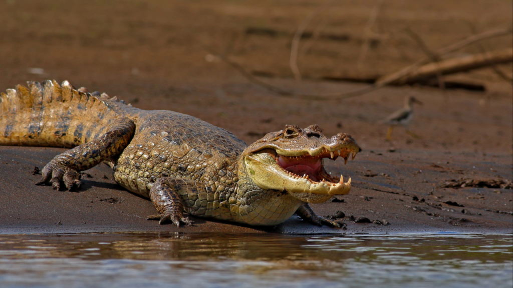 American crocodile