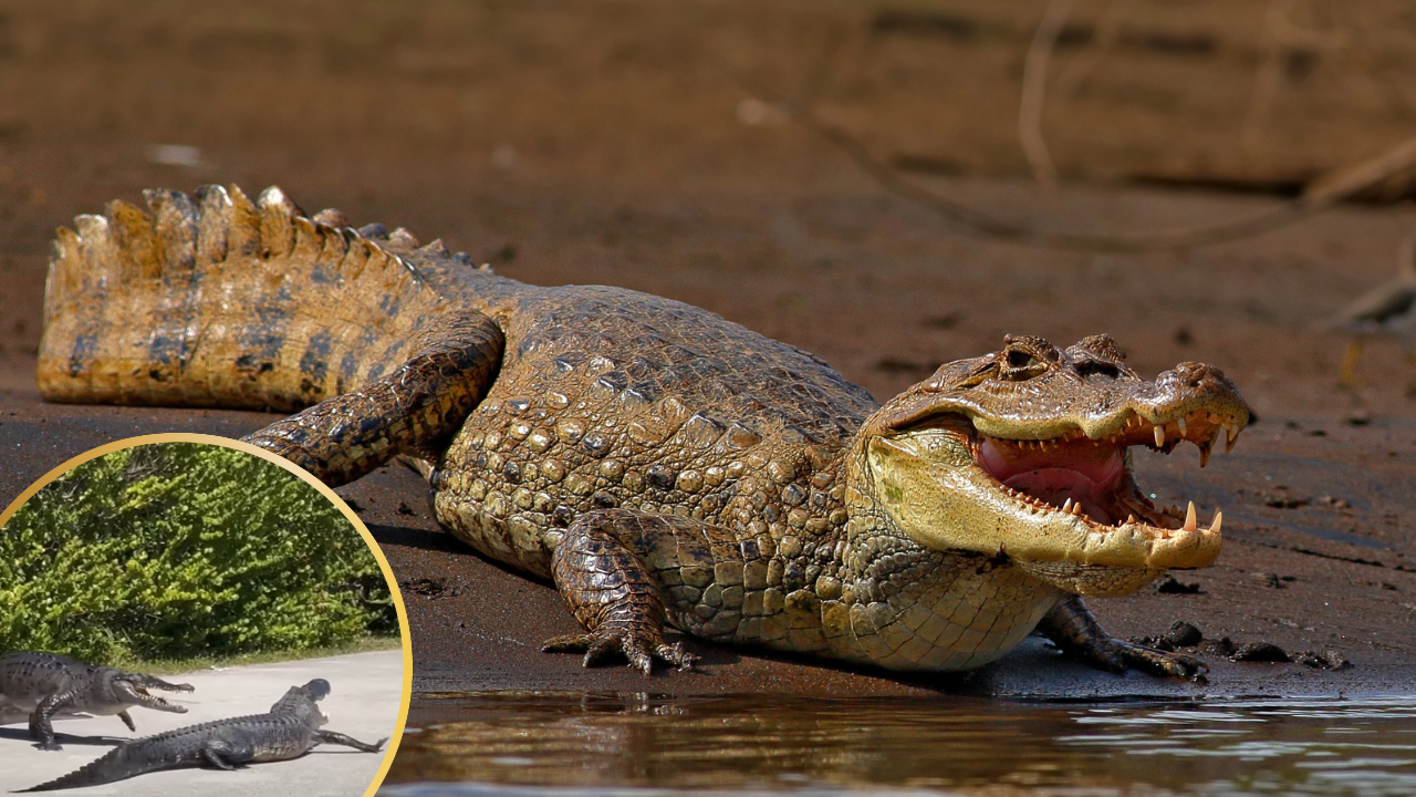 Alligator And Crocodile Caught on Video Brawling on Sidewalk in Florida’s Everglades National Park