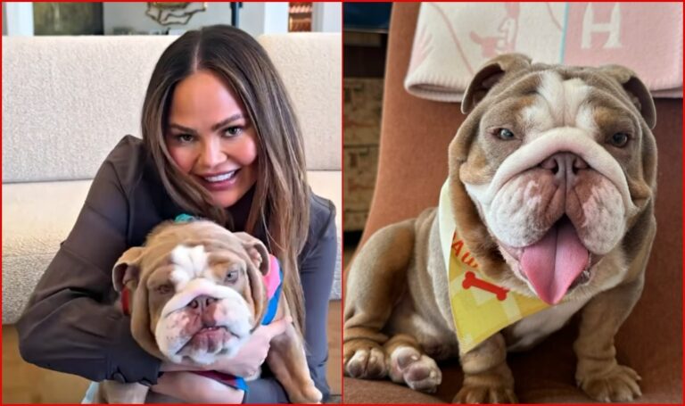 Chrissy Teigen and John Legend Adopt Cute Bulldog Dudley Who Survived LA Wildfires
