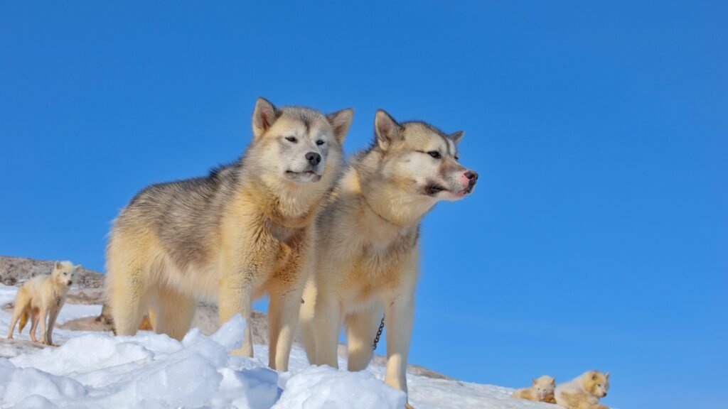 Greenland sled dogs relaxing on iced field