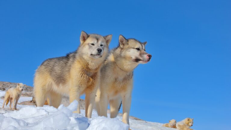 Greenland sled dogs relaxing on iced field