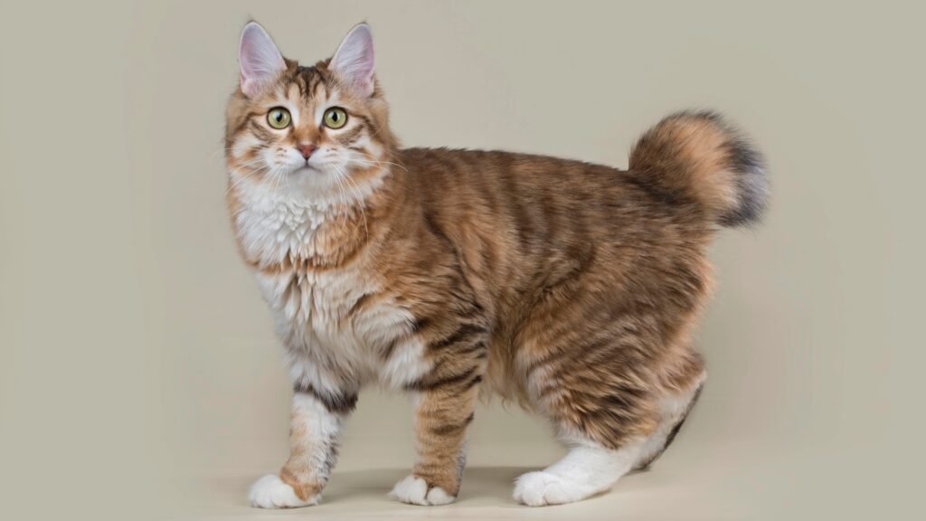 Kurilian Bobtail on a light isolated background