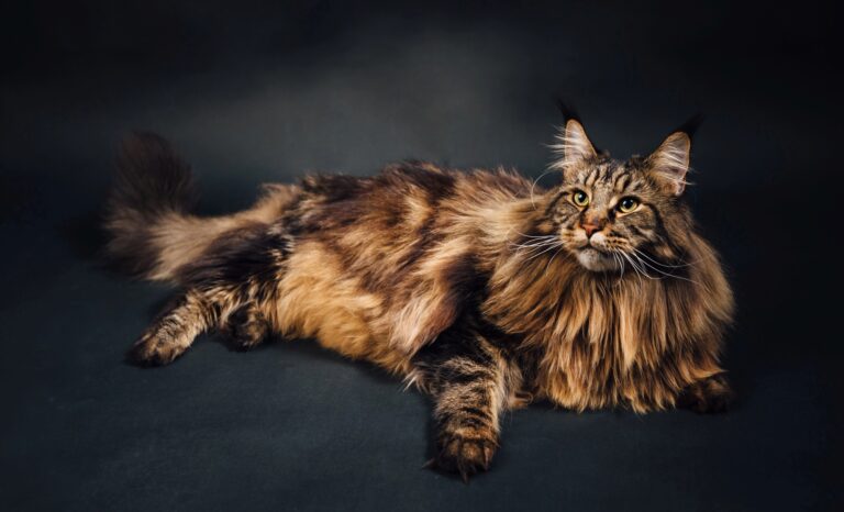 The World’s Largest Cat Whose Record is Still Impossible to Beat
