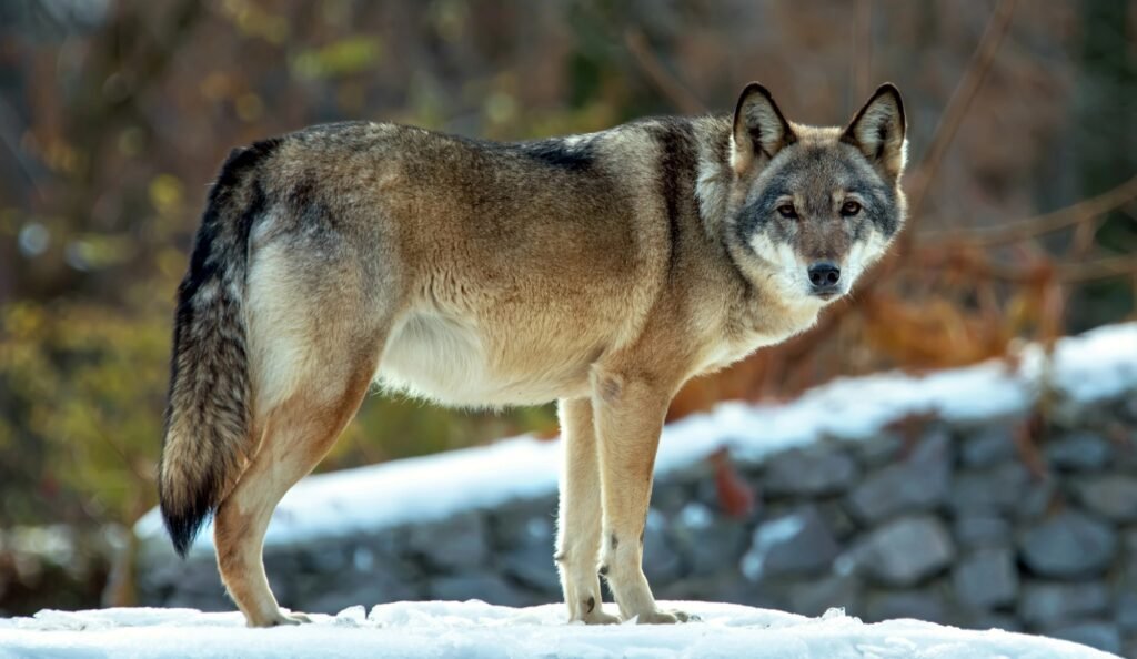Timber wolf in a winter scene