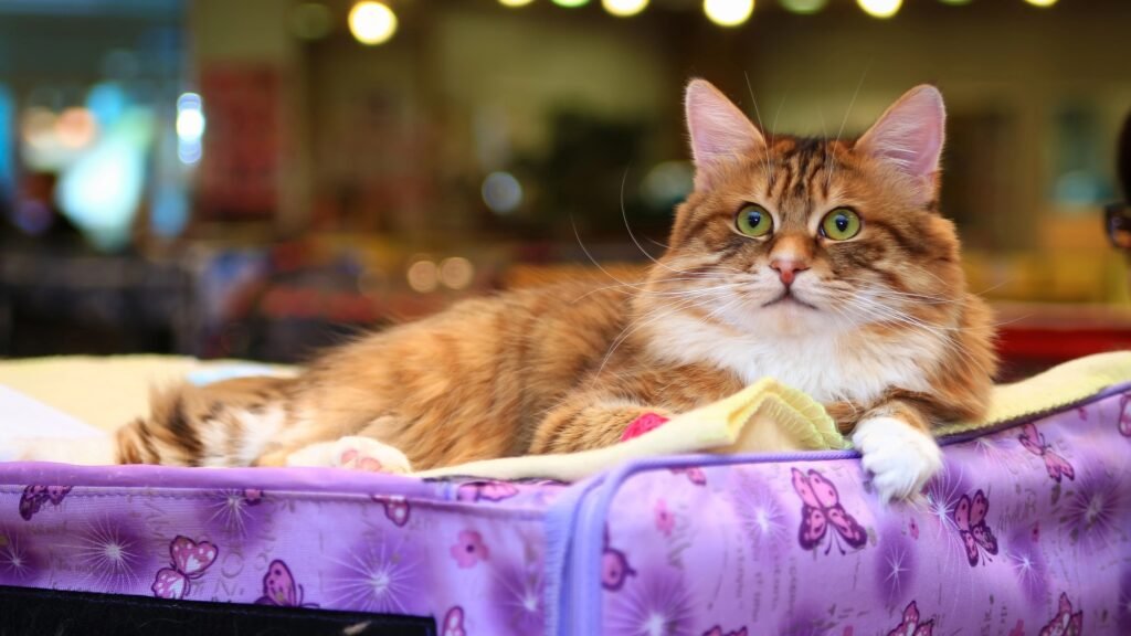 Kurilian Bobtail, America's rarest cat.