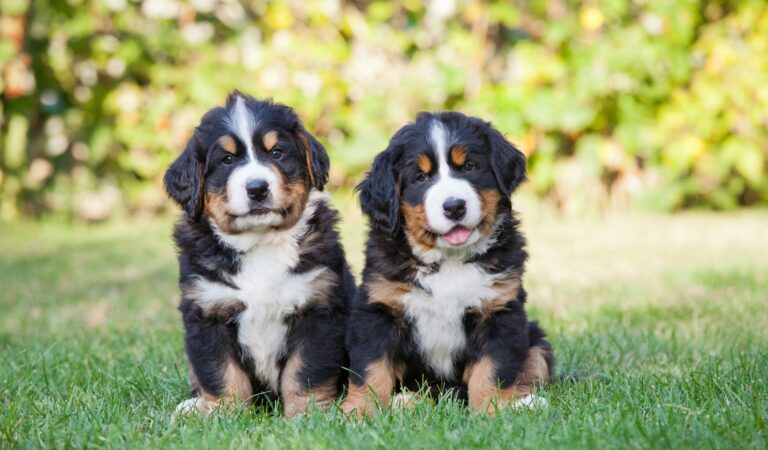 Bernese mountain dogs