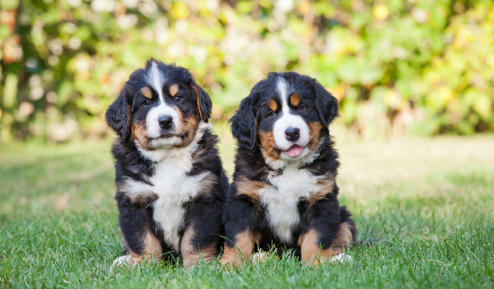 National Puppy Day: 10 Popular US Puppy Breeds and Their Unique Personalities