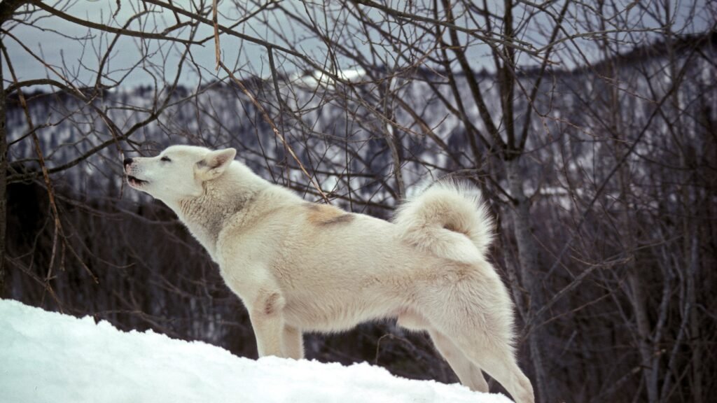 Greenland dog howling