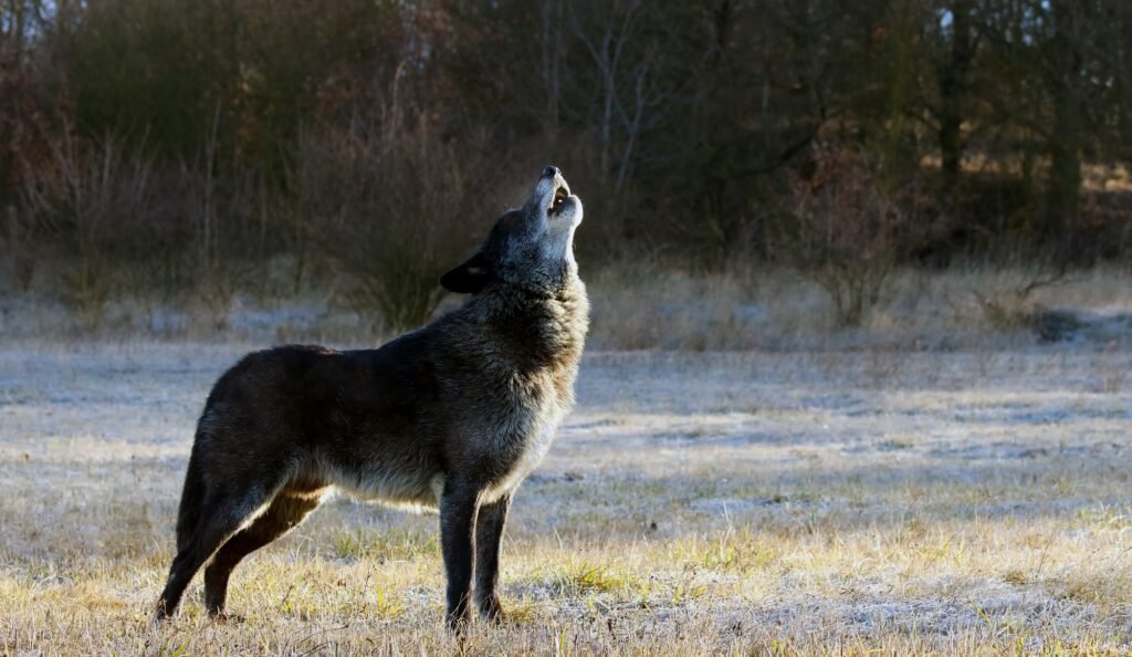 Feature: The northwestern wolf howling